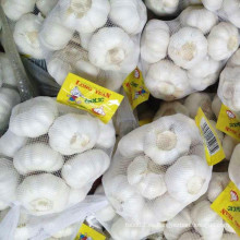 Ajo Blanco Puro Pequeño Embalaje de 500g